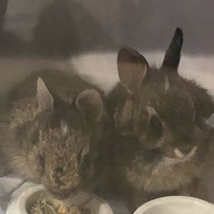 Meet your Posher, Dunia